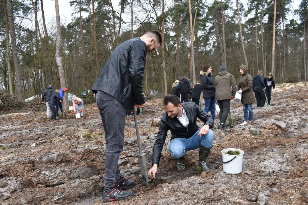 Sadzenie lasu w Nadleśnictwie Puławy