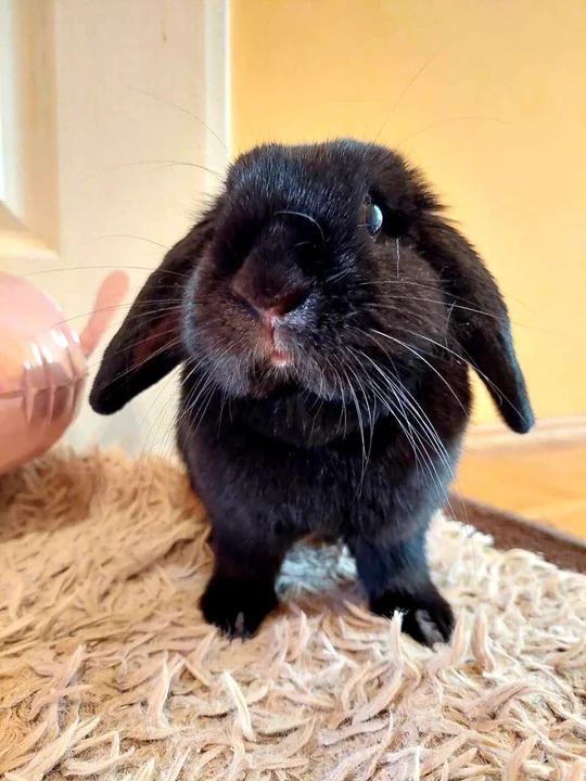 Mini Lop Chloe