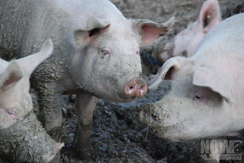 Kary za grzebanie padłych zwierząt - Zdjęcie główne