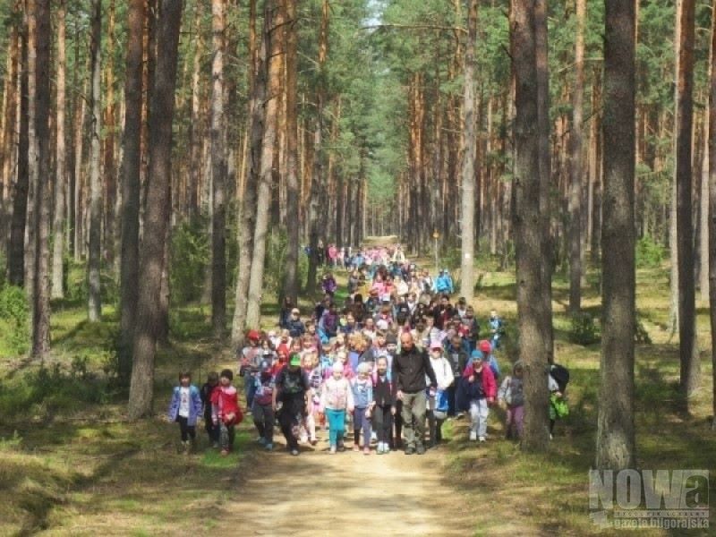 Pamięci M. Romanowskiego - Zdjęcie główne