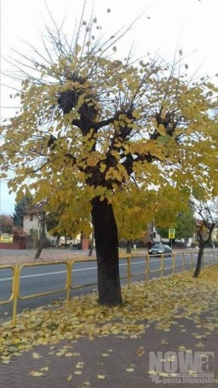 Walczą o drzewa - Zdjęcie główne