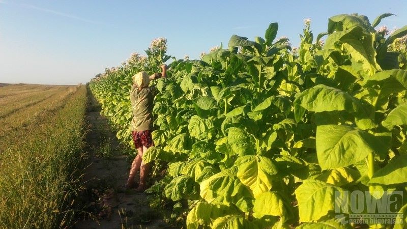 Zbiory tytoniu idą pełną parą - Zdjęcie główne