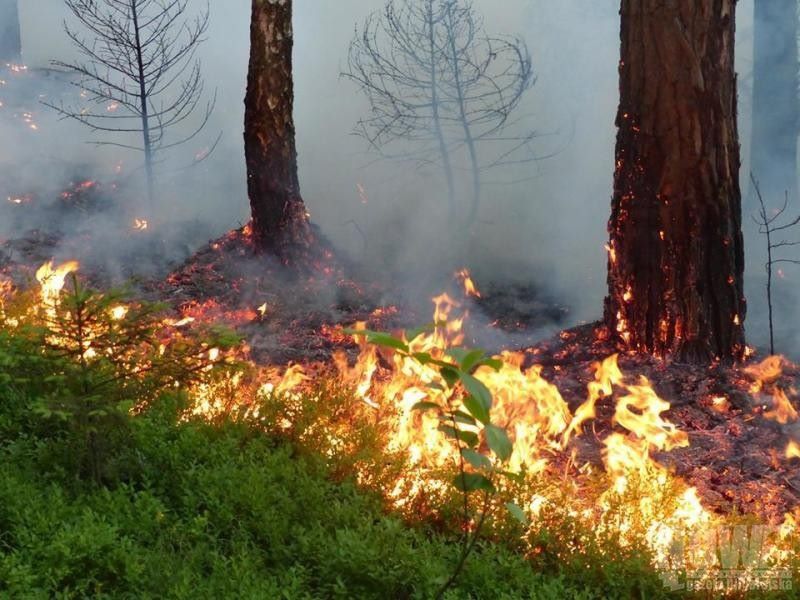 26 strażaków ratowało las w Bukownicy (foto) - Zdjęcie główne