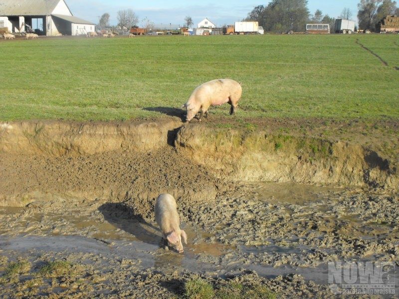 Koniec z "dziką farmą" - Zdjęcie główne