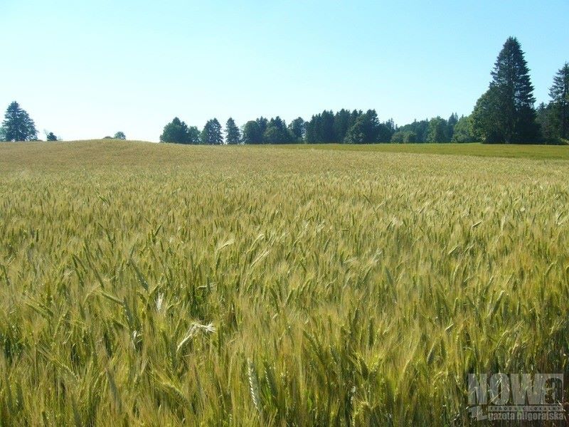 Dopłaty ruszyły, ale z poślizgiem - Zdjęcie główne