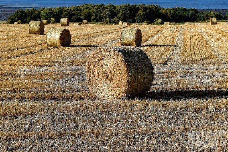 Na dopłaty trzeba będzie poczekać - Zdjęcie główne