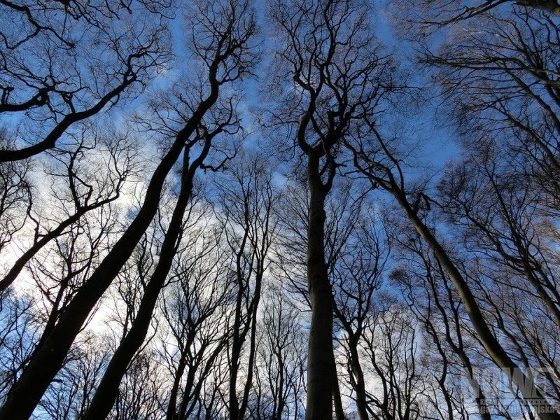 Leśniczy bliżej mieszkańców - Zdjęcie główne