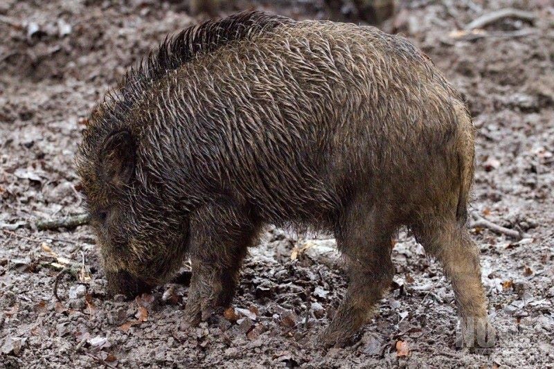 Będą szukać padłych dzików - Zdjęcie główne