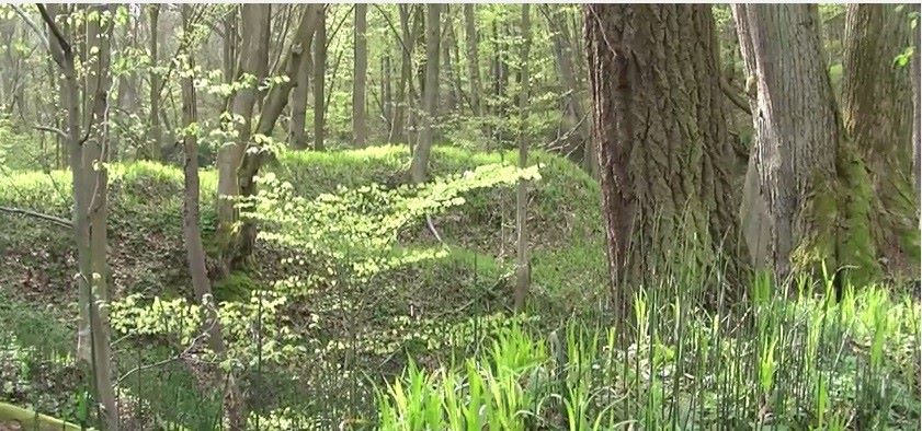 Tajemnicza dolina skrzypów (FILM) - Zdjęcie główne