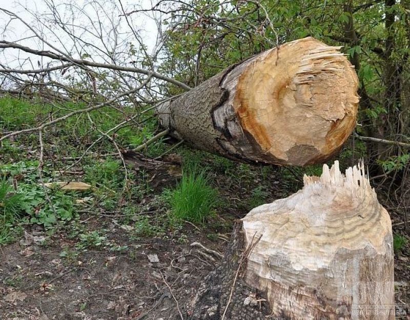 Bobry zagrażają bezpieczeństwu - Zdjęcie główne