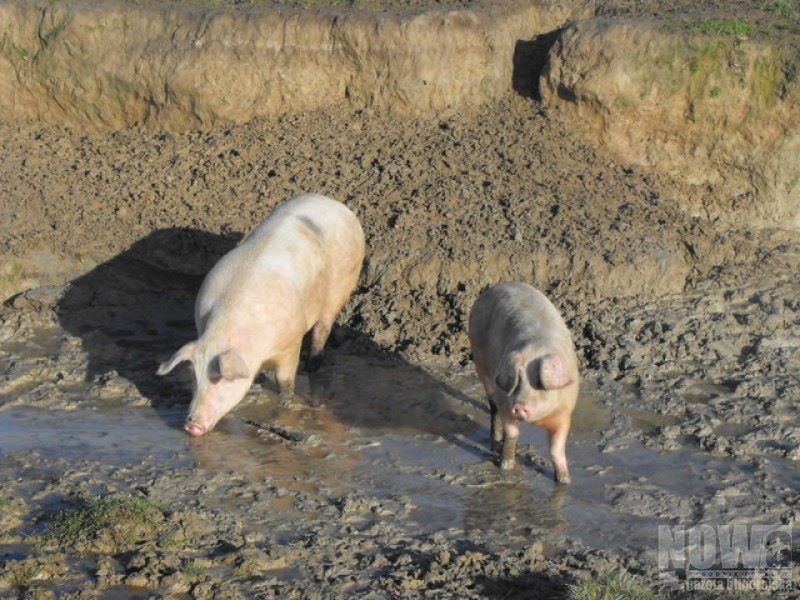 Spokój mieszkańców Bukowiny ma wielu ojców - Zdjęcie główne