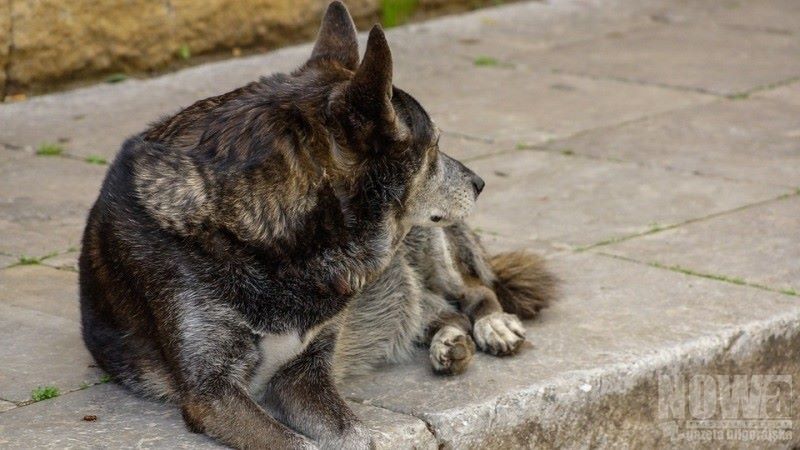 Coraz więcej wałęsających się psów - Zdjęcie główne