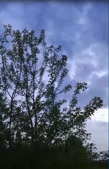 Plaga owadów. Wyszły na żer (filmy) - Zdjęcie główne