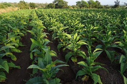 Znikają plantacje tytoniu w powiecie biłgorajskim - Zdjęcie główne