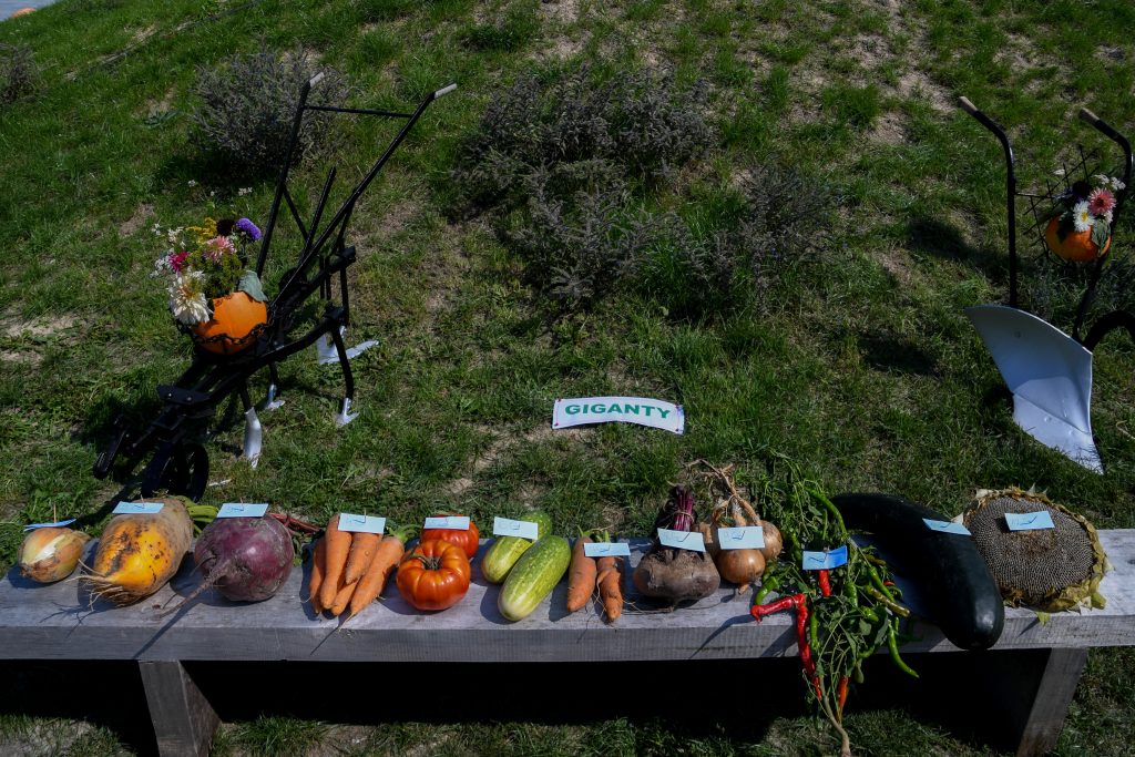 Dożynki w Aleksandrowie (film) - Zdjęcie główne