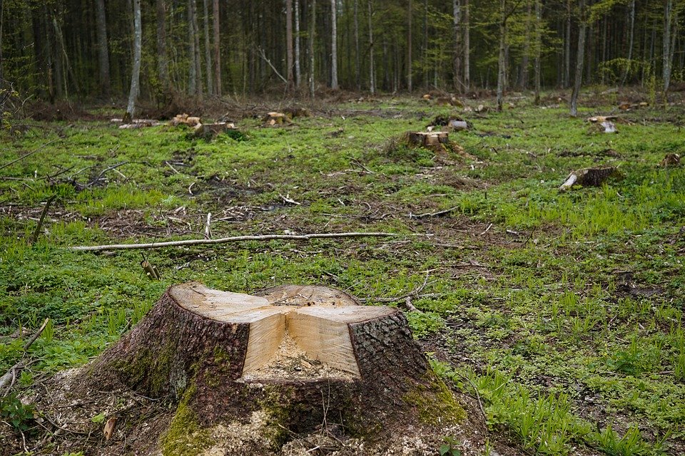 Nieszczęśliwy wypadek podczas wycinki drzew - Zdjęcie główne