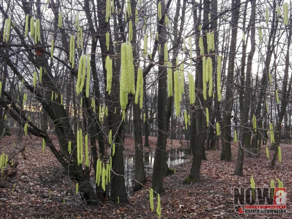 W Biłgoraju już wiosna - Zdjęcie główne