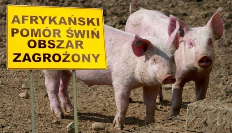 Ponad 2700 świń do wybicia. Trzy ogniska ASF w gminie Frampol - Zdjęcie główne