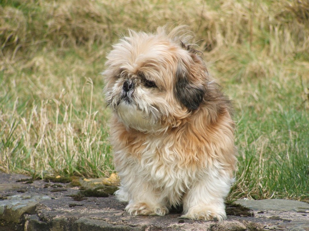 Planujesz zajmować się shih tzu? Koniecznie poznaj te 3 sposoby żywienia. - Zdjęcie główne