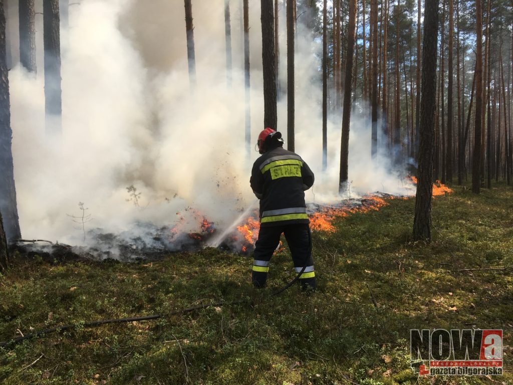 14 pożarów traw i lasów - Zdjęcie główne