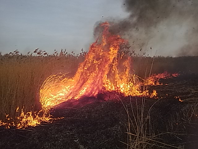 5 hektarów poszło z dymem - Zdjęcie główne