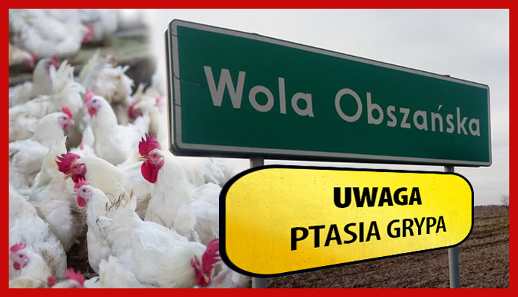 Uwaga! Pierwsze ognisko ptasiej grypy w biłgorajskim - Zdjęcie główne