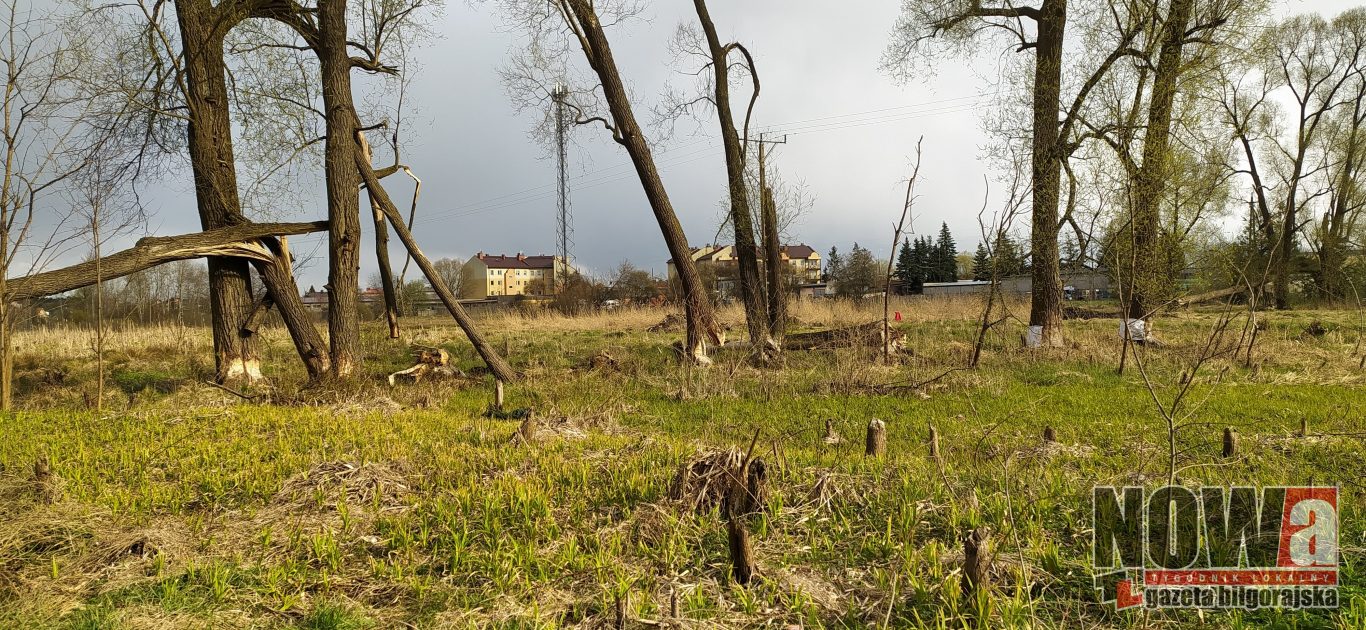 Bobry zadomowiły się na dobre - Zdjęcie główne