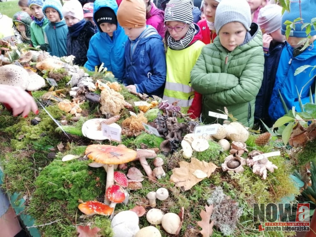 Jadalne, niejadalne czy trujące? - Zdjęcie główne