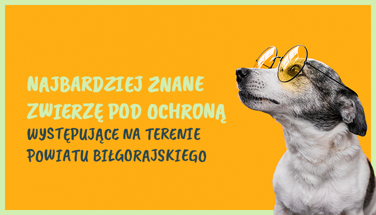 Które zwierzę wygra? - Zdjęcie główne