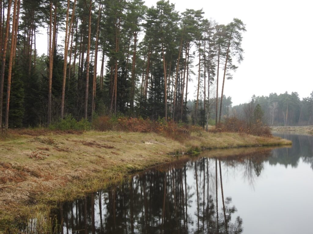 Ścieżką dydaktyczną po leśnictwie Bojary - Zdjęcie główne