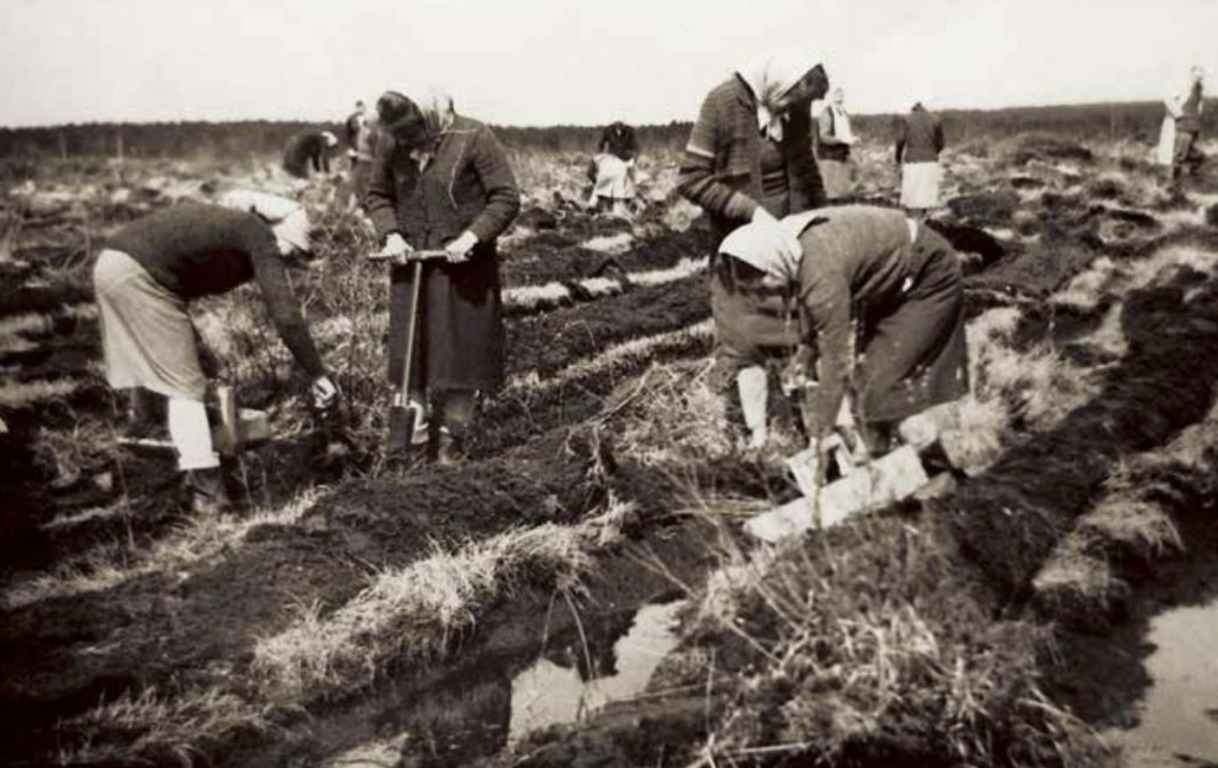 Zalesianie nieużytków lata 60. XX stulecia 