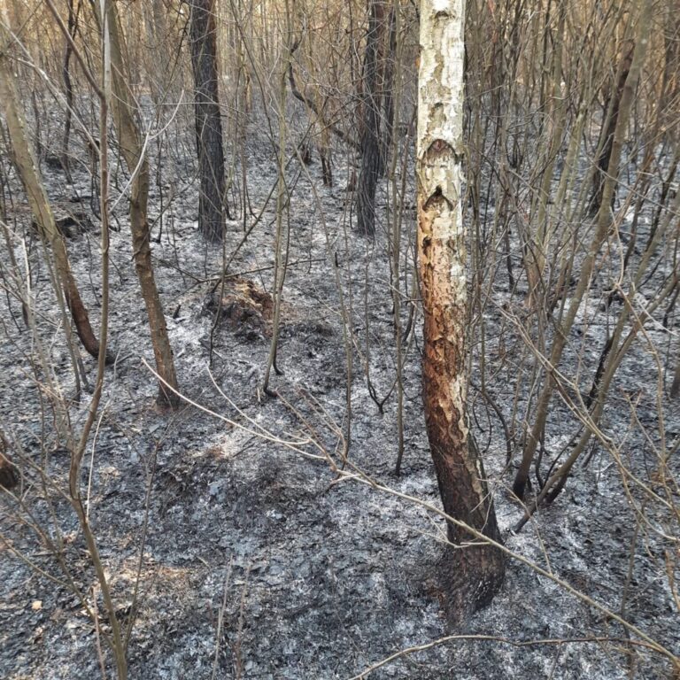 Nie ma na nich siły. Podpalacze znów aktywni - Zdjęcie główne