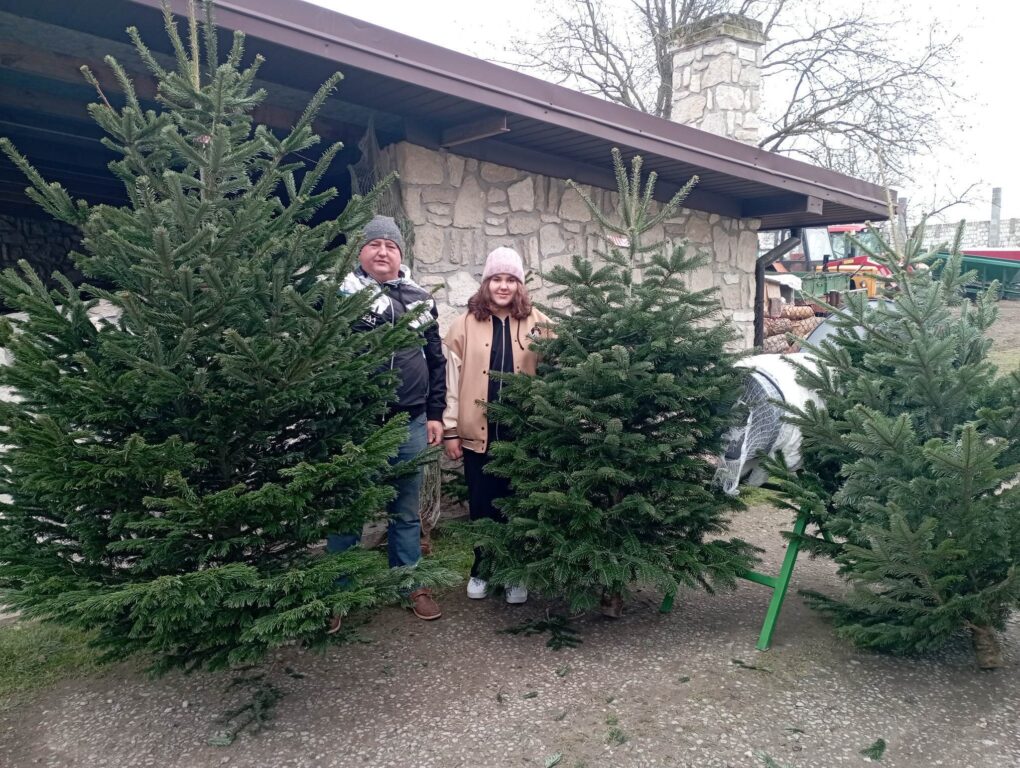 Gdzie i za ile kupimy w tym roku choinkę? - Zdjęcie główne