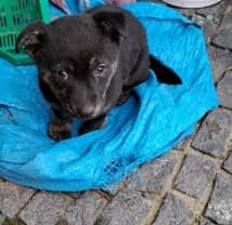 Ktoś wyrzucił szczenię do rowu! - Zdjęcie główne