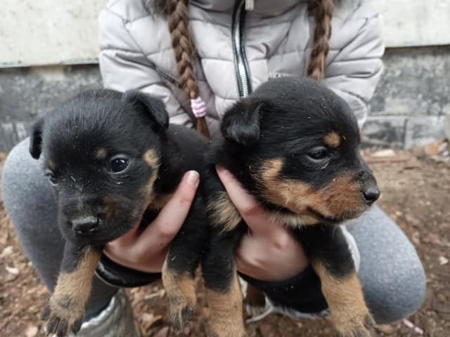 Ktoś wyrzucił szczenięta przy drodze, jedno nie żyje.  Szukamy świadków (foto) - Zdjęcie główne