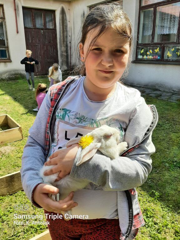 W Różańcu lekcja z ... królikami - Zdjęcie główne