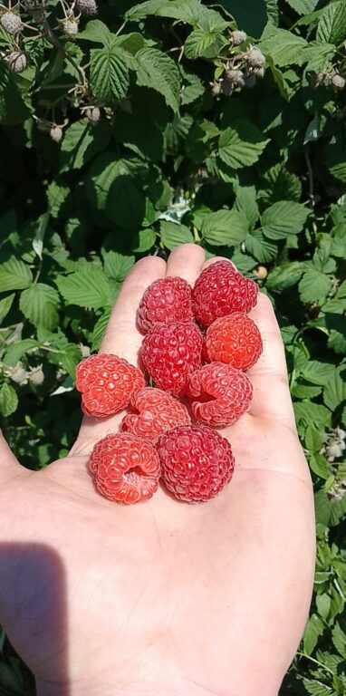 Ruszyły skupy malin. Dramat! - grzmią plantatorzy z powiatu - Zdjęcie główne