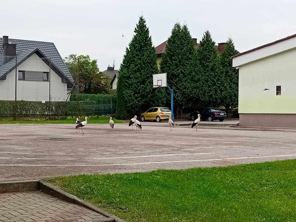 Niecodzienne zebranie w Tarnogrodzie - Zdjęcie główne