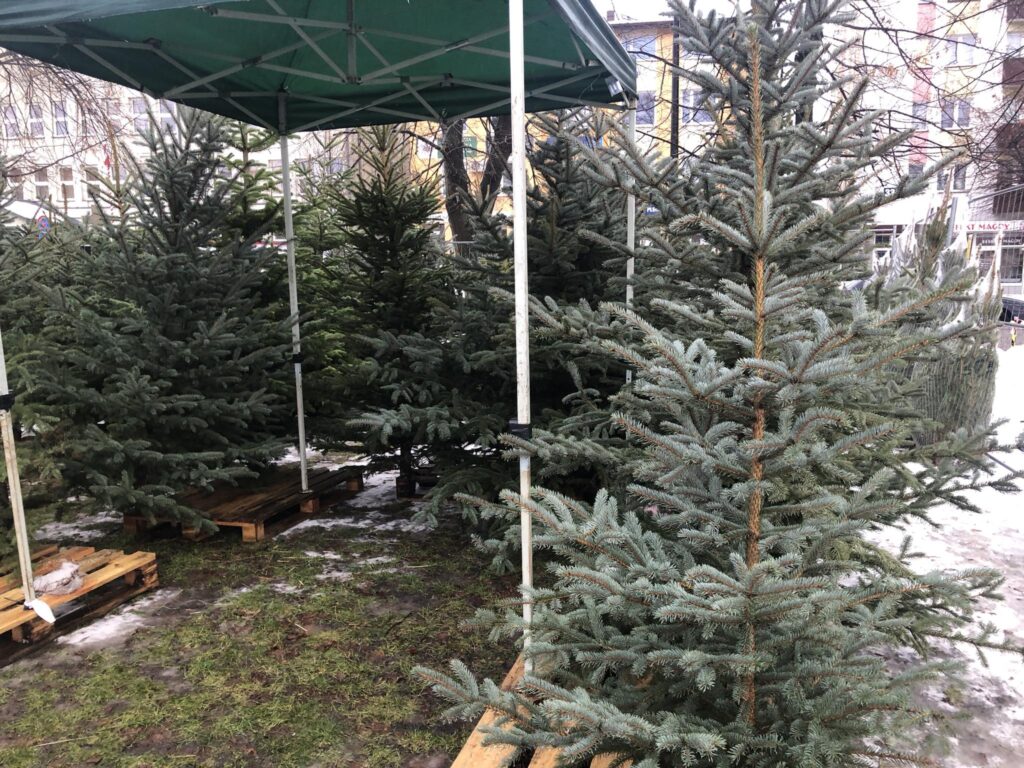 Sezon na żywe choinki ruszył pełną parą. Gdzie i za ile najlepiej kupić w tym roku? (foto) - Zdjęcie główne