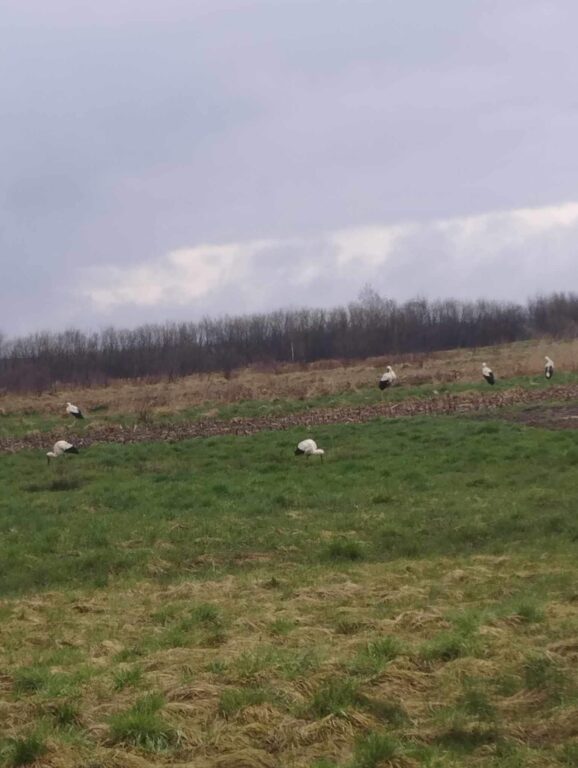 Bociany urządzają się w powiecie biłgorajskim (foto) - Zdjęcie główne