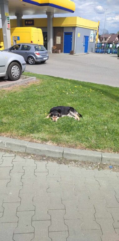 - Wy mieszkańcy Tarnogrodu powinniście się wstydzić! - grzmią wolontariusze (foto,video) - Zdjęcie główne