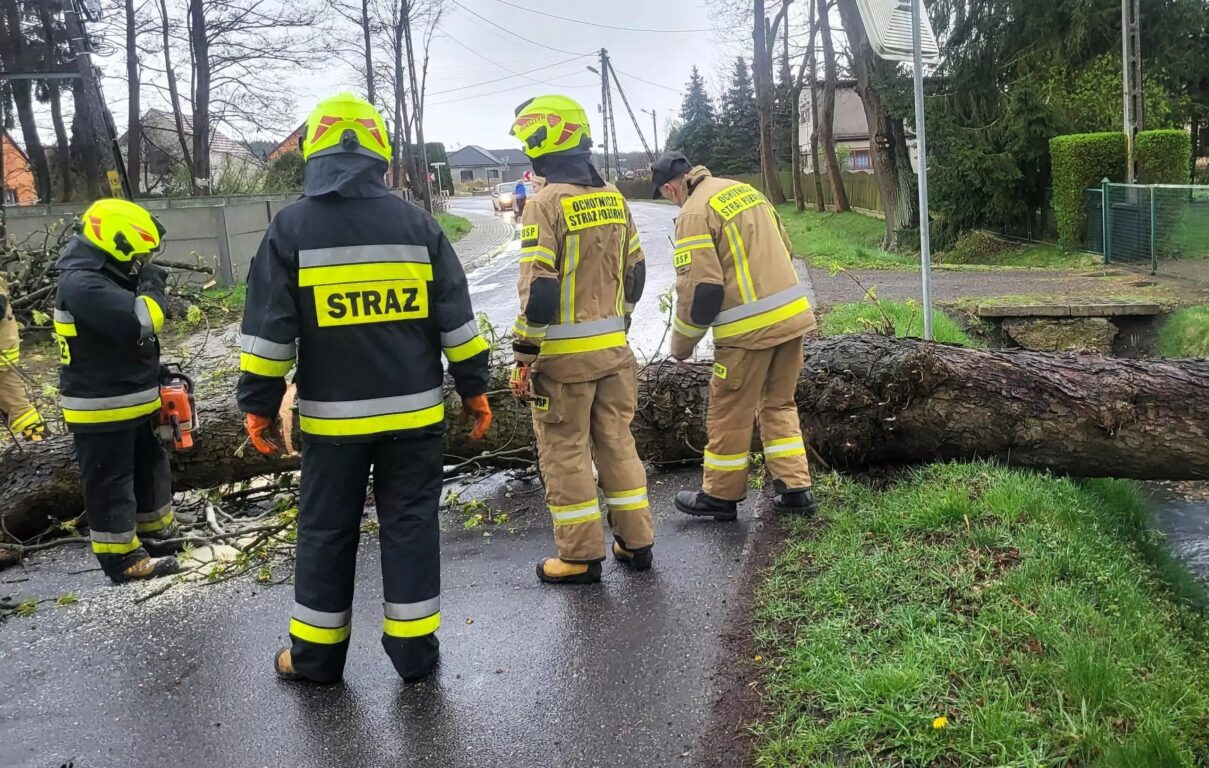 Drzewo nagle runęło na drogę! - Zdjęcie główne