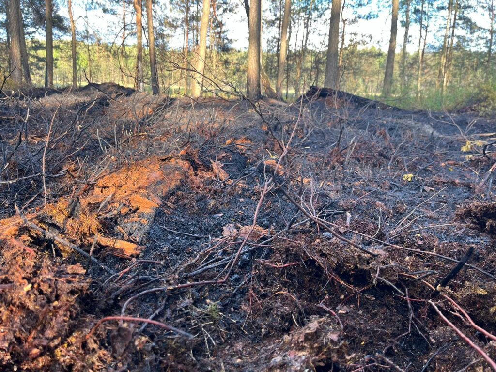 Co się stało w lesie pod Biłgorajem? - Zdjęcie główne