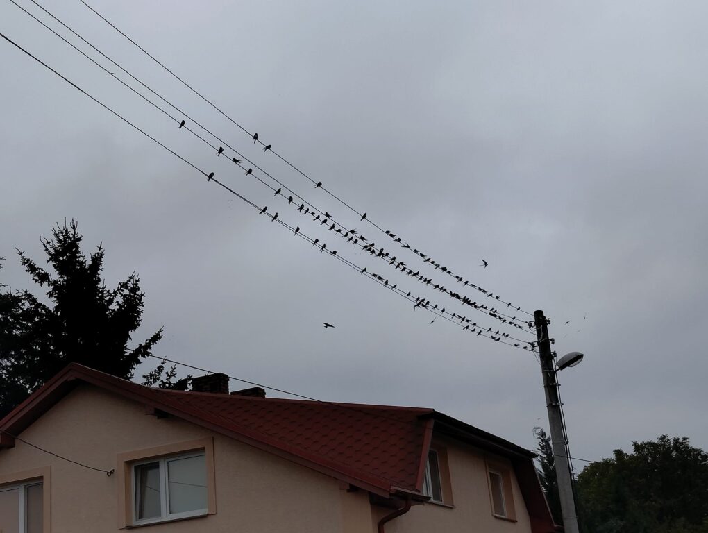 We Frampolu zbiera się jesień (foto) - Zdjęcie główne