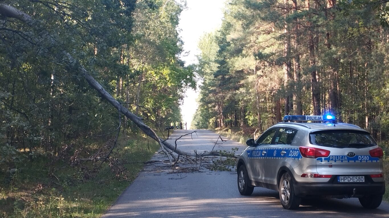 Połamane drzewa w powiecie biłgorajskim - Zdjęcie główne