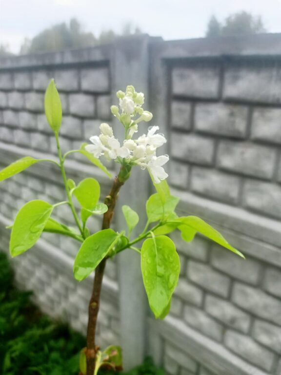 Anomalie pogodowe w gminie Biłgoraj?! (foto) - Zdjęcie główne