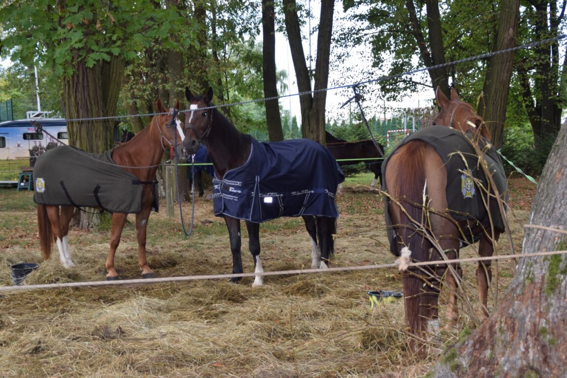 Skąd się wzięli ułani w Tarnogrodzie? (foto) - Zdjęcie główne