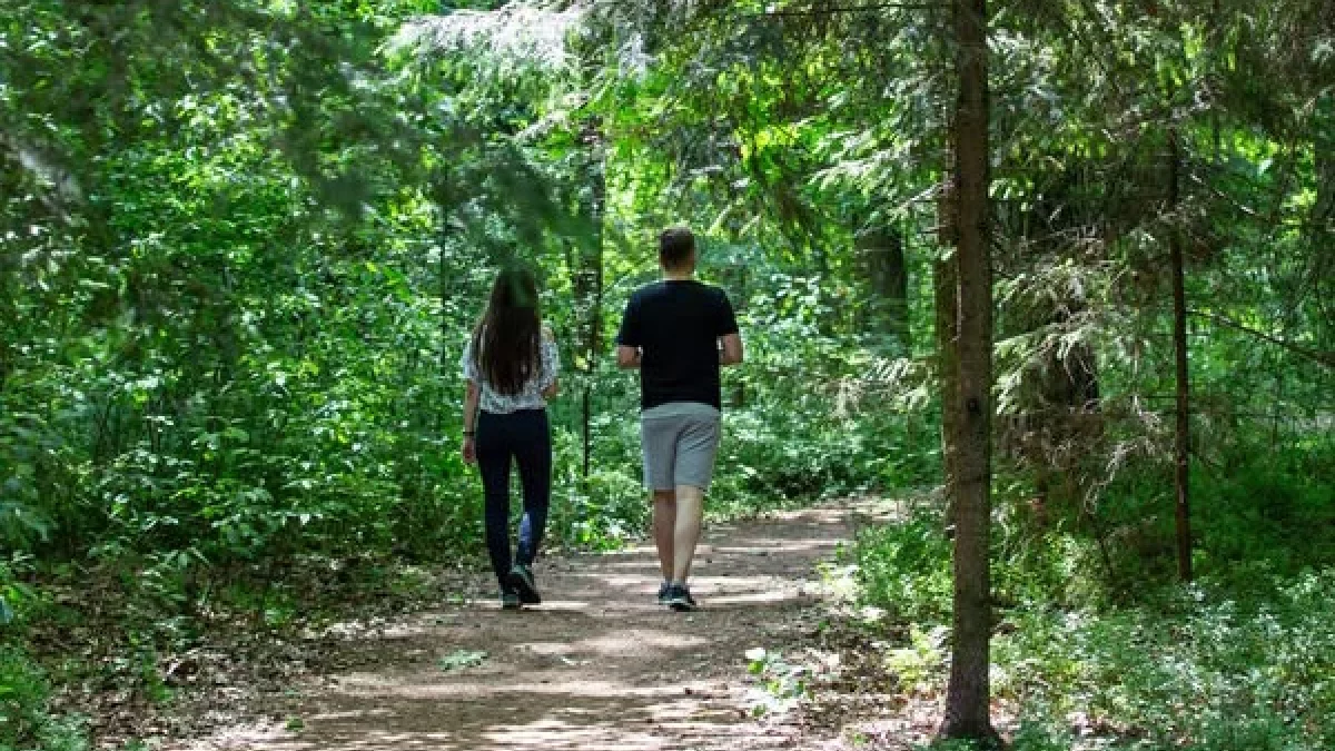 Były wilki, a co teraz? Nadleśnictwo Garwolin zaprasza na kolejne spacery - Zdjęcie główne