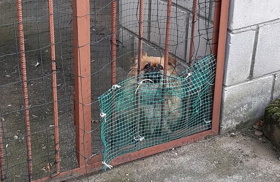 PIW: Psy są w dobrej kondycji - Zdjęcie główne
