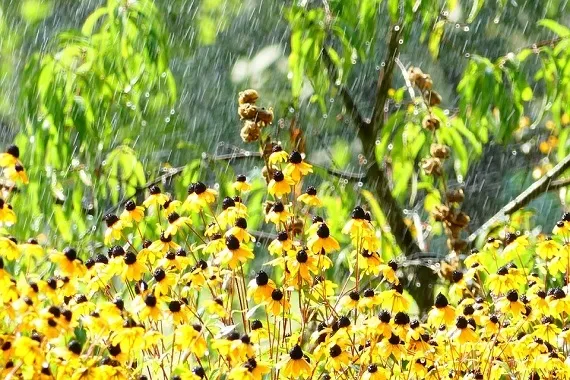 Początek lipca z dużym spadkiem temperatury - Zdjęcie główne